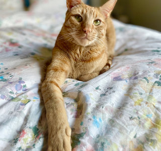 Cat portrait