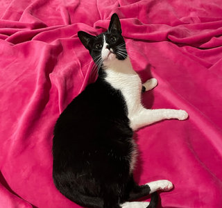Cat on pink blanket