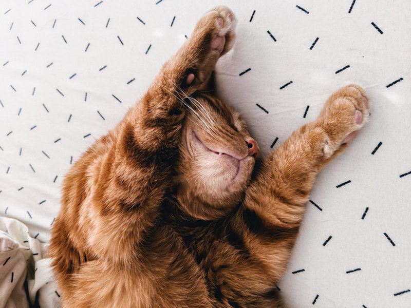 Orange cat stretching on dotted sheets