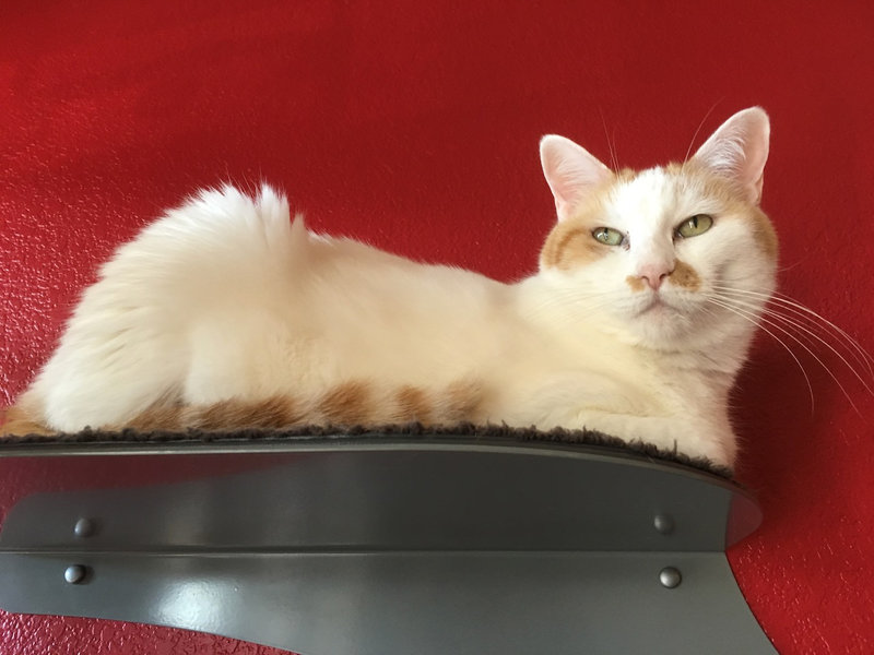 Darling Daphne: My First (and Forever) Cat