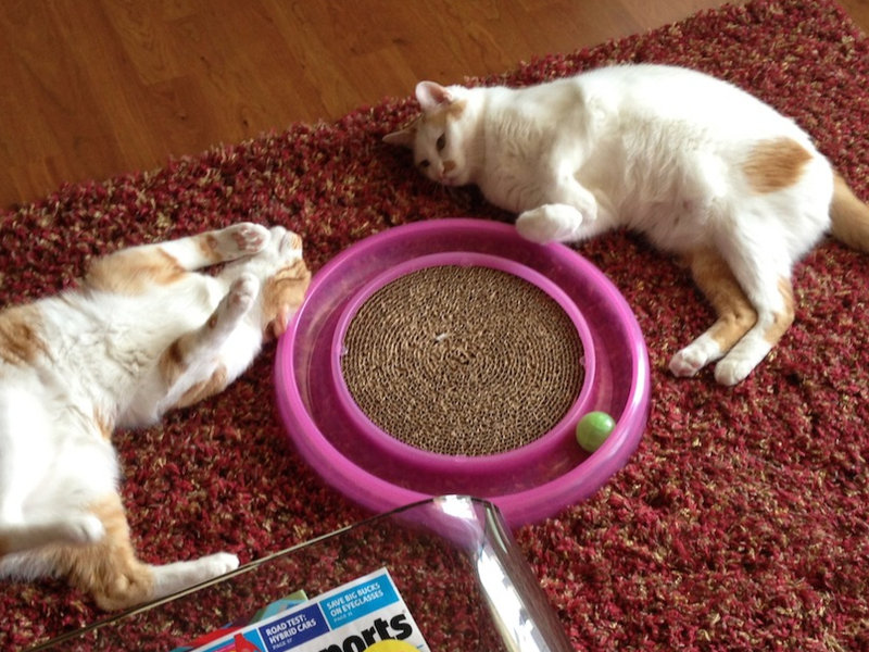 The 5-Minute Fix: How Playtime Boosts Your Cat’s Heart (and Mood!)