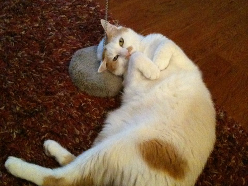 The Case for Cat Fountains, Hydration and Not Being a Clumsy Human