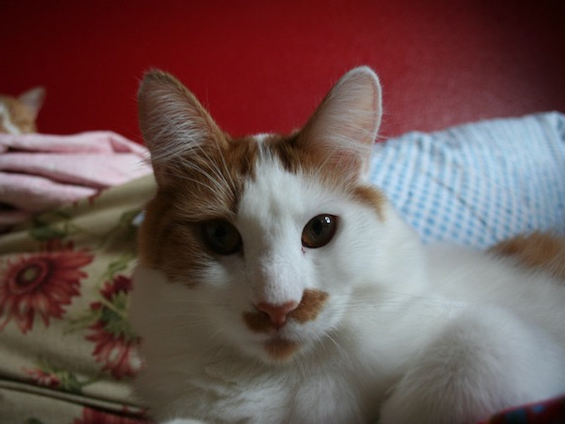 Tiny Tummies, Big Impact: Why Probiotics Are Great for Cats (and Humans Too)