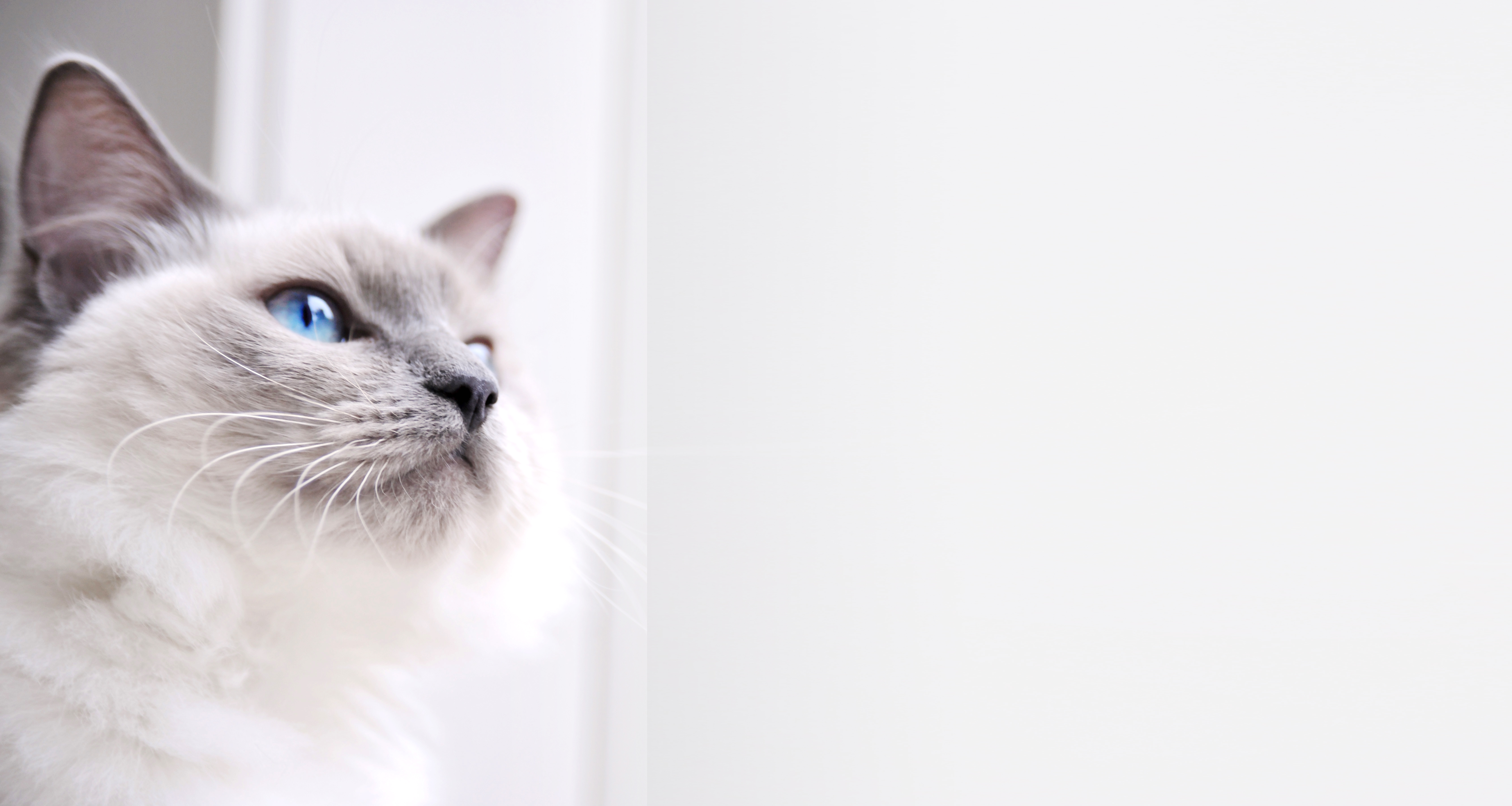 A beautiful cat with blue eyes